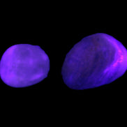 Pelllucid Caribbean Calcite Aragonite polished stones 14-18g Rocks and Things