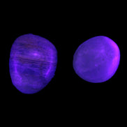 Pelllucid Caribbean Calcite Aragonite polished stones 14-18g Rocks and Things