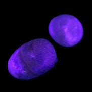 Pelllucid Caribbean Calcite Aragonite polished stones 14-18g Rocks and Things