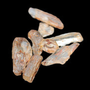 Golden Scapolite from Tanzania 6-9 crystals 5-7g Rocks and Things