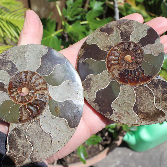 Ammonite section pair from Madagascar 835g Rocks and Things