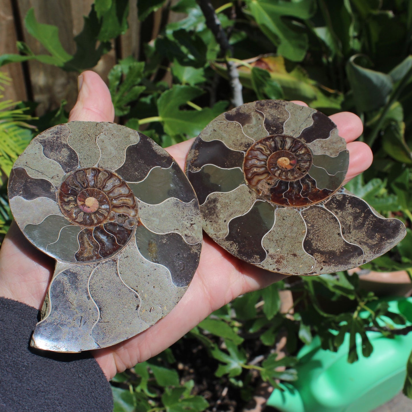 Ammonite section pair from Madagascar 835g