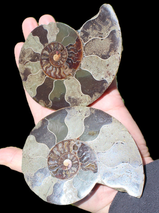 Ammonite section pair from Madagascar 835g Rocks and Things