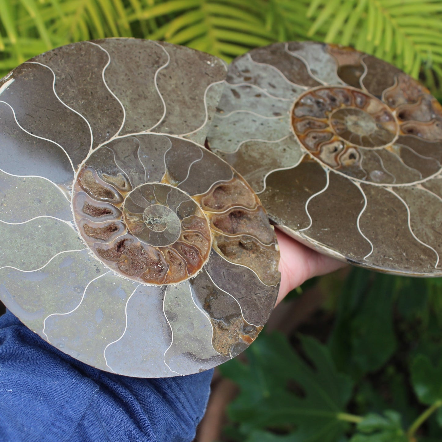 Ammonite section pair from Madagascar 835g