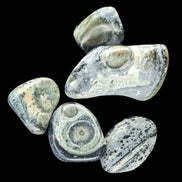 Kambaba Jasper Stromatolite 4/5 stones 8-10g in sunlight - Rocks and Things Storestones 8-10g Rocks and Things