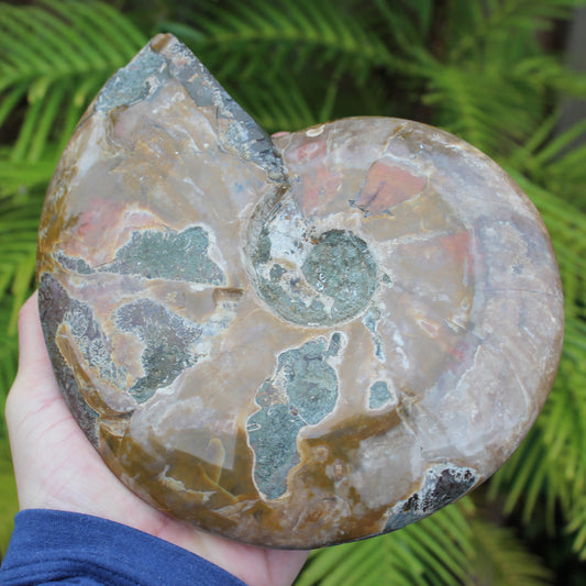 Ammonite from Madagascar 1533g Rocks and Things