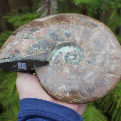 Ammonite from Madagascar 1533g