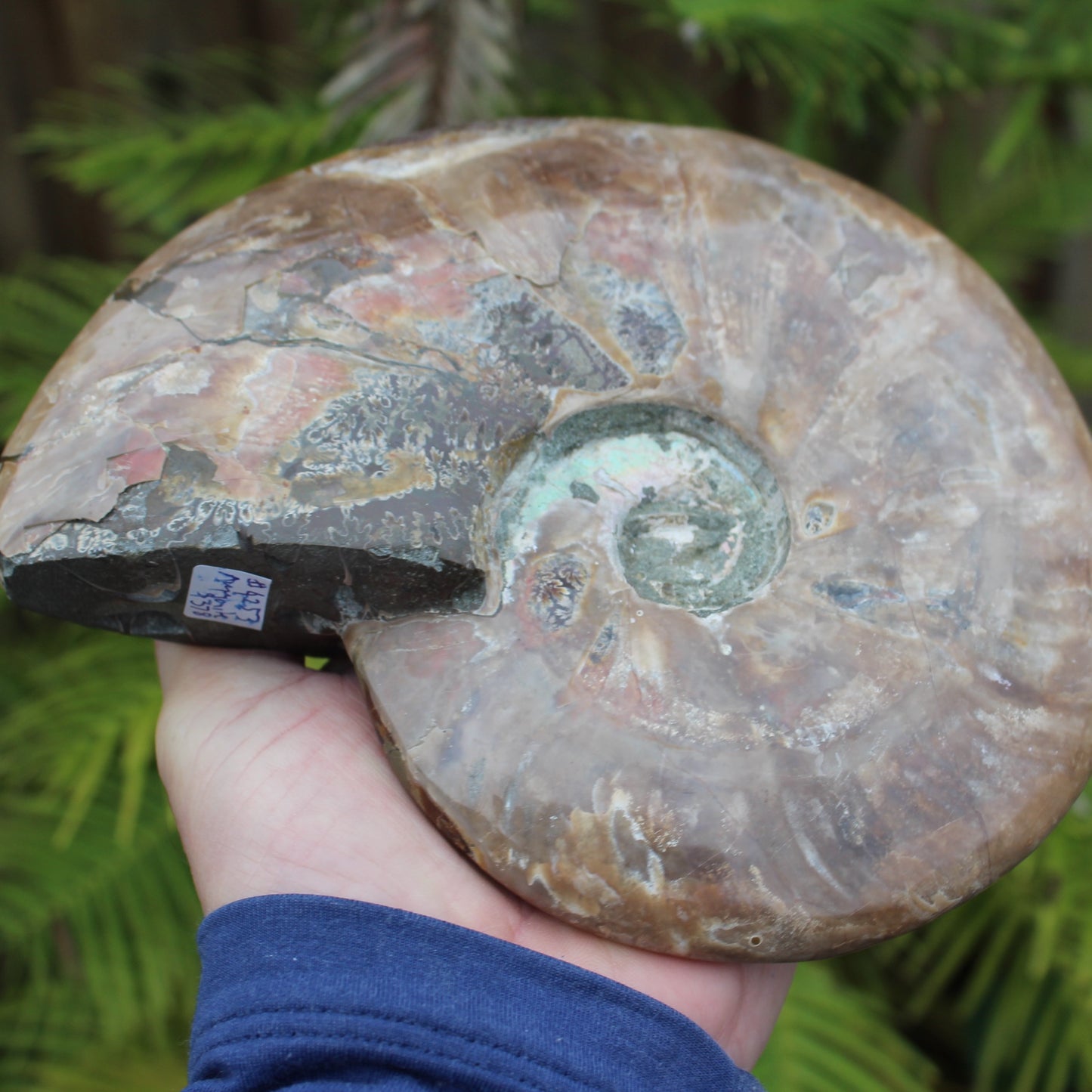 Ammonite from Madagascar 1533g