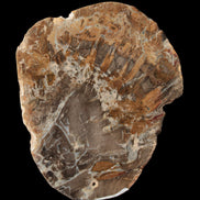 Petrified Wood Araucaria slice from Madagascar 96g in sunlight - Rocks and Things Store