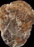 Petrified Wood Araucaria slice from Madagascar 96g in sunlight - Rocks and Things Store
