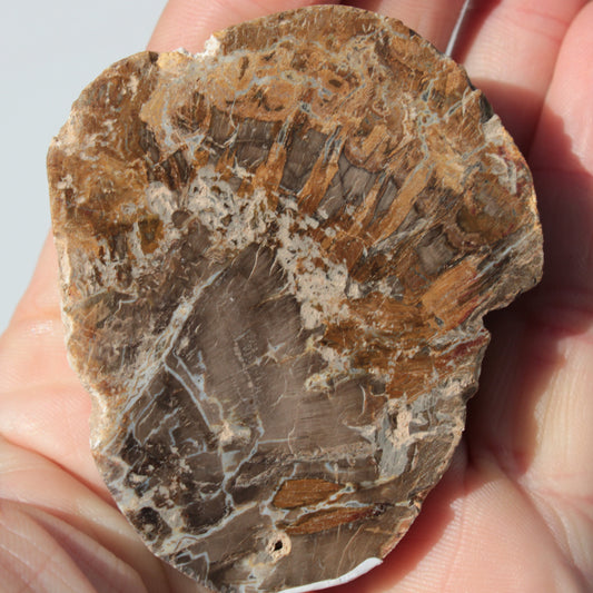 Petrified Wood Araucaria slice from Madagascar 96g Rocks and Things