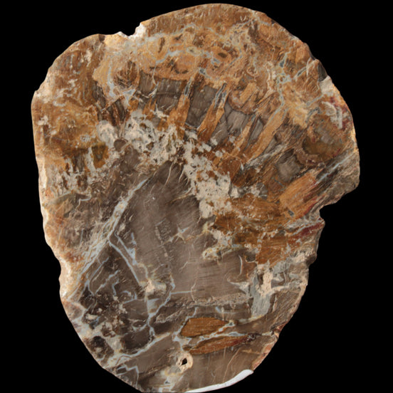 Petrified Wood Araucaria slice from Madagascar 96g in sunlight - Rocks and Things Store