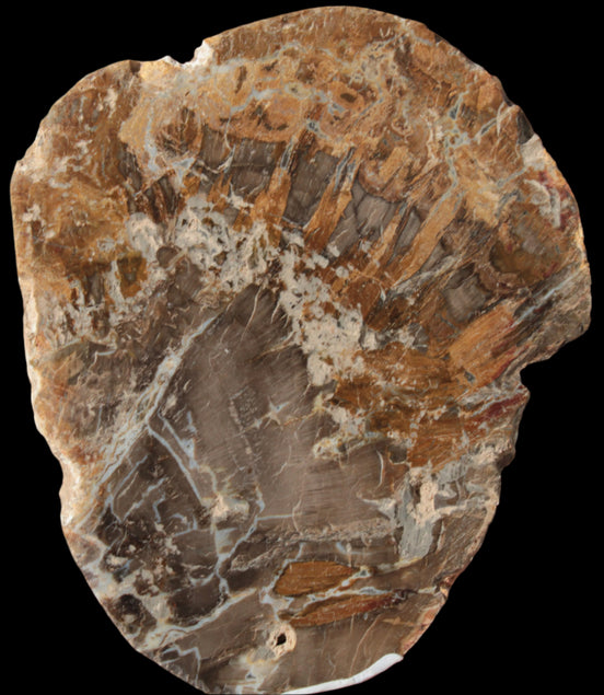 Petrified Wood Araucaria slice from Madagascar 96g in sunlight - Rocks and Things Store