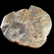 Petrified Wood Araucaria slice from Madagascar 96g in sunlight - Rocks and Things Store