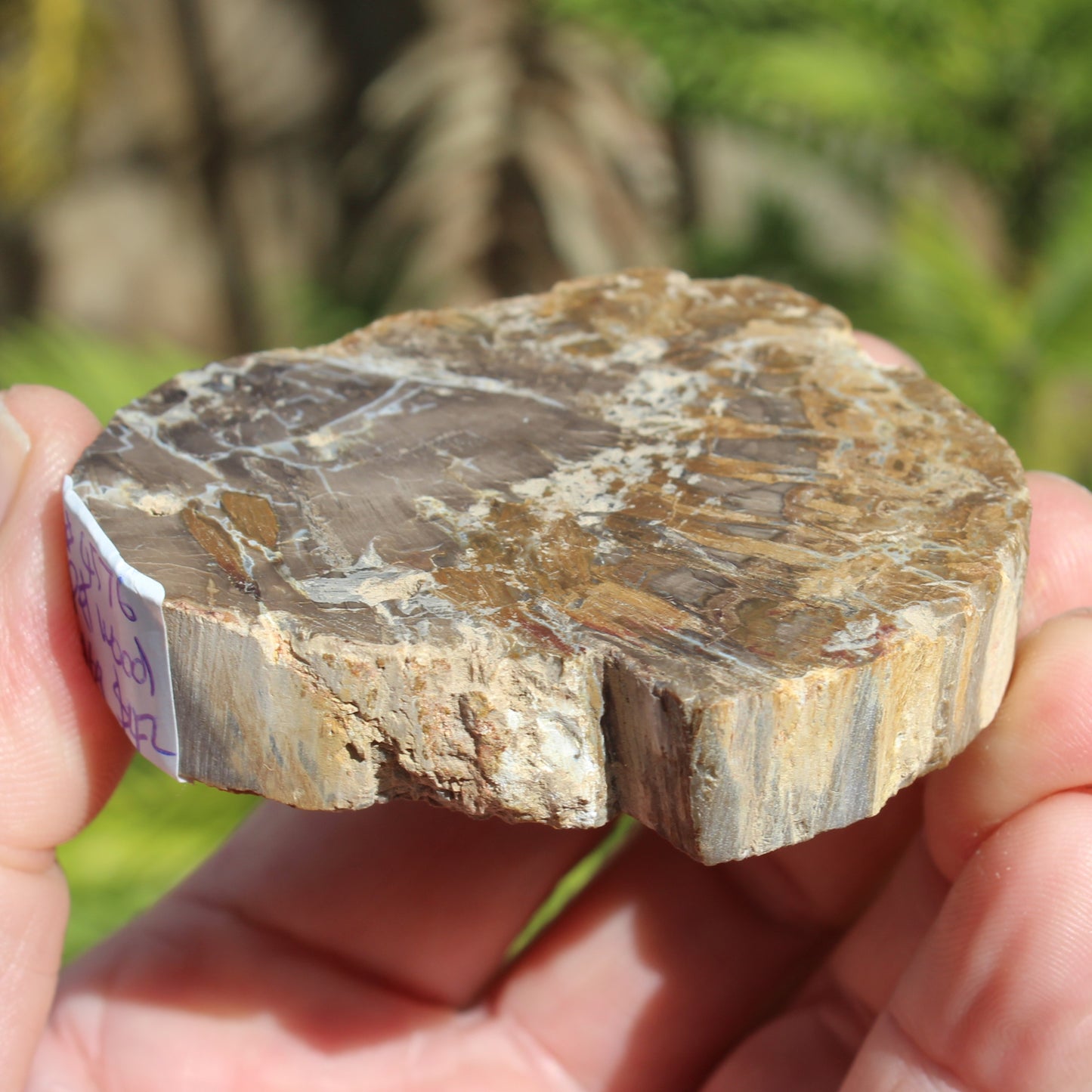 Petrified Wood Araucaria slice from Madagascar 96g