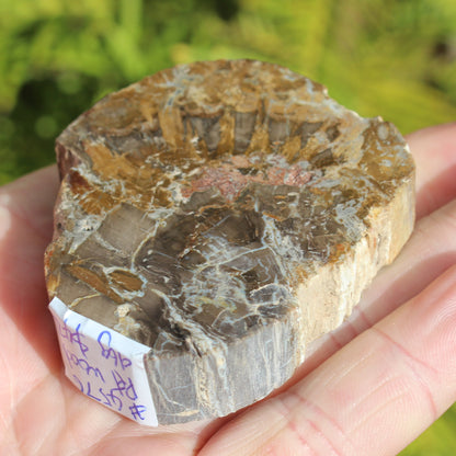 Petrified Wood Araucaria slice from Madagascar 96g