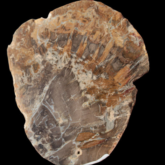 Petrified Wood Araucaria slice from Madagascar 96g in sunlight - Rocks and Things Store