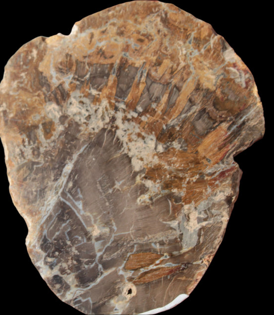 Petrified Wood Araucaria slice from Madagascar 96g in sunlight - Rocks and Things Store
