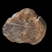 Petrified Wood Araucaria slice from Madagascar 96g in sunlight - Rocks and Things Store