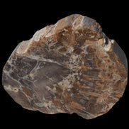 Petrified Wood Araucaria slice from Madagascar 96g in sunlight - Rocks and Things Store