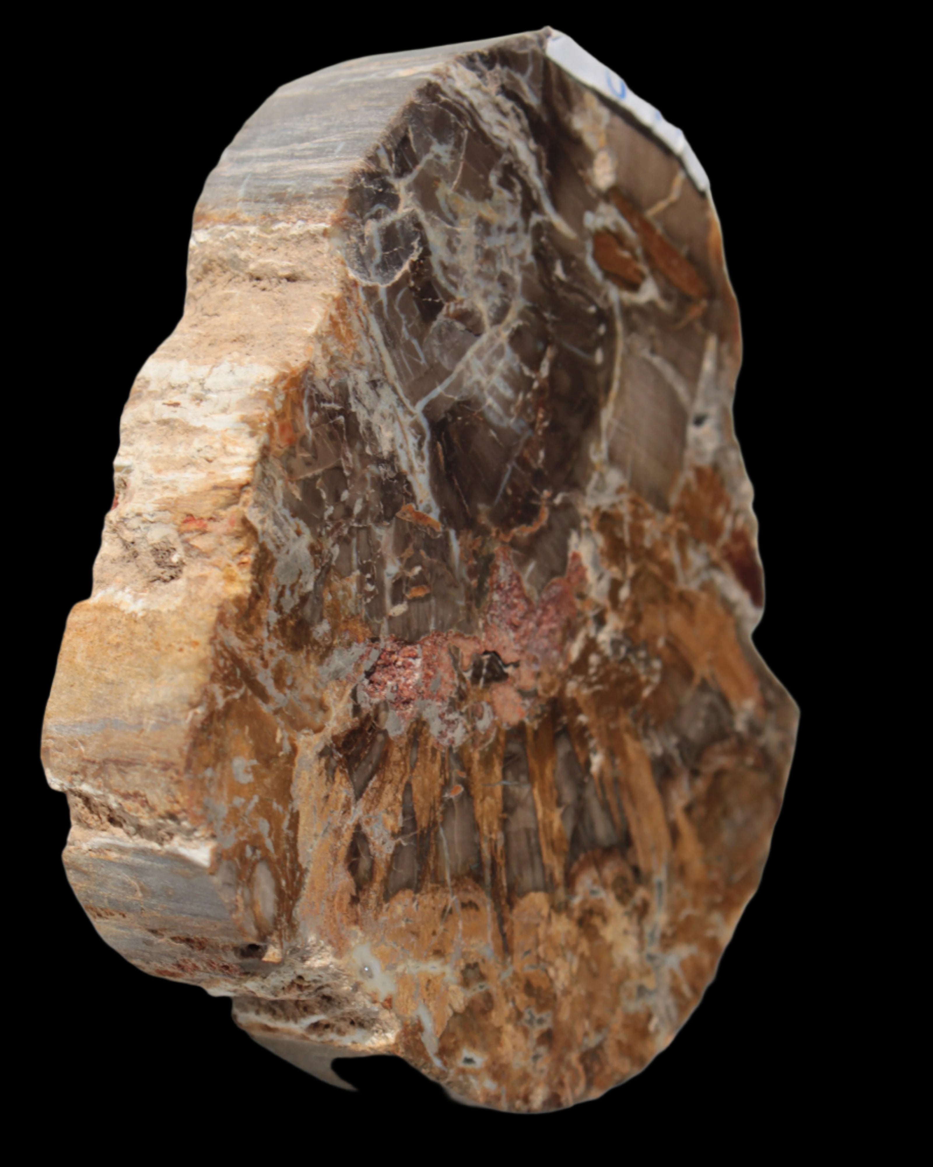 Petrified Wood Araucaria slice from Madagascar 96g in sunlight - Rocks and Things Store