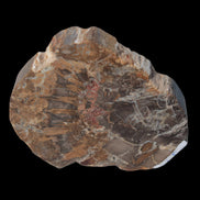 Petrified Wood Araucaria slice from Madagascar 96g in sunlight - Rocks and Things Store