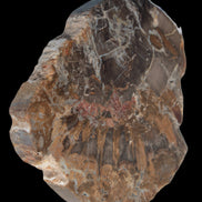 Petrified Wood Araucaria slice from Madagascar 96g in sunlight - Rocks and Things Store