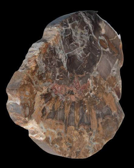 Petrified Wood Araucaria slice from Madagascar 96g in sunlight - Rocks and Things Store