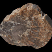 Petrified Wood Araucaria slice from Madagascar 96g in sunlight - Rocks and Things Store