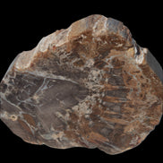 Petrified Wood Araucaria slice from Madagascar 96g in sunlight - Rocks and Things Store