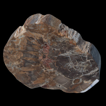 Petrified Wood Araucaria slice from Madagascar 96g in sunlight - Rocks and Things Store