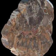 Petrified Wood Araucaria slice from Madagascar 96g in sunlight - Rocks and Things Store