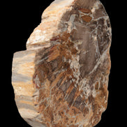 Petrified Wood Araucaria slice from Madagascar 96g in sunlight - Rocks and Things Store