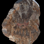 Petrified Wood Araucaria slice from Madagascar 96g in sunlight - Rocks and Things Store