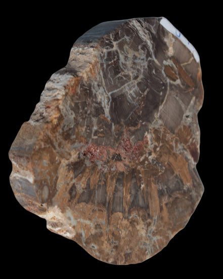 Petrified Wood Araucaria slice from Madagascar 96g in sunlight - Rocks and Things Store