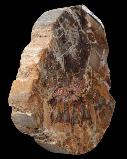Petrified Wood Araucaria slice from Madagascar 96g in sunlight - Rocks and Things Store