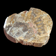 Petrified Wood Araucaria slice from Madagascar 96g in sunlight - Rocks and Things Store