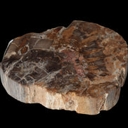 Petrified Wood Araucaria slice from Madagascar 96g in sunlight - Rocks and Things Store