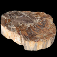 Petrified Wood Araucaria slice from Madagascar 96g in sunlight - Rocks and Things Store