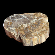 Petrified Wood Araucaria slice from Madagascar 96g in sunlight - Rocks and Things Store