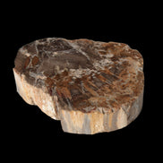 Petrified Wood Araucaria slice from Madagascar 96g in sunlight - Rocks and Things Store
