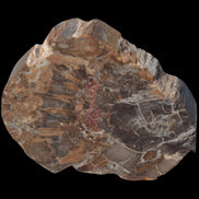 Petrified Wood Araucaria slice from Madagascar 96g in sunlight - Rocks and Things Store