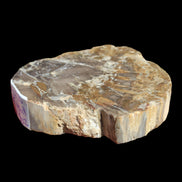 Petrified Wood Araucaria slice from Madagascar 96g in sunlight - Rocks and Things Store