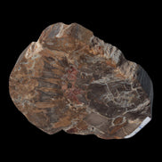 Petrified Wood Araucaria slice from Madagascar 96g in sunlight - Rocks and Things Store