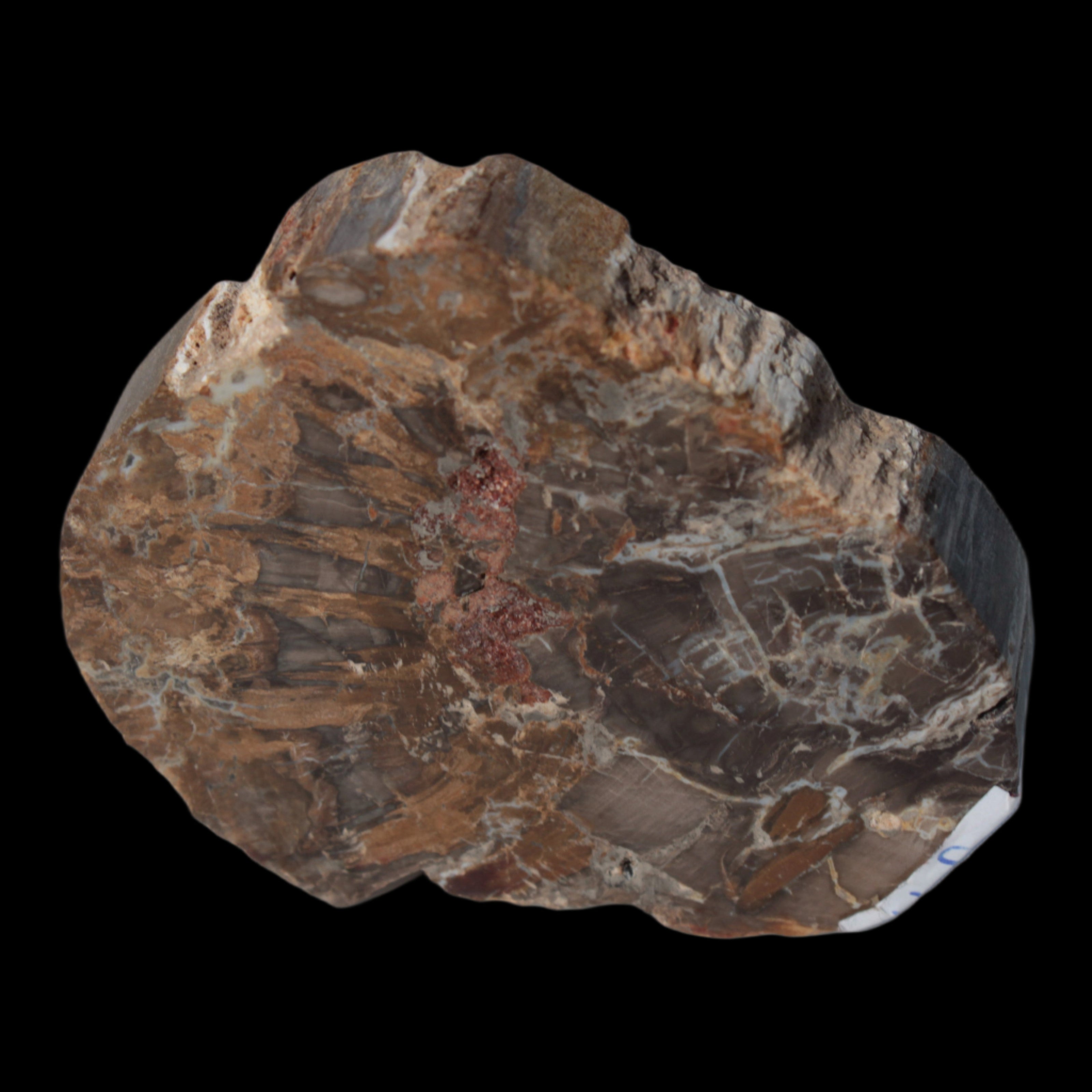 Petrified Wood Araucaria slice from Madagascar 96g in sunlight - Rocks and Things Store