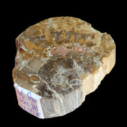 Petrified Wood Araucaria slice from Madagascar 96g in sunlight - Rocks and Things Store