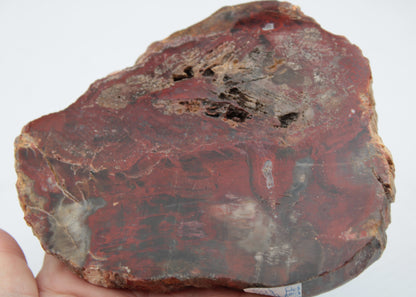 Petrified Wood slice from Madagascar 421g Rocks and Things