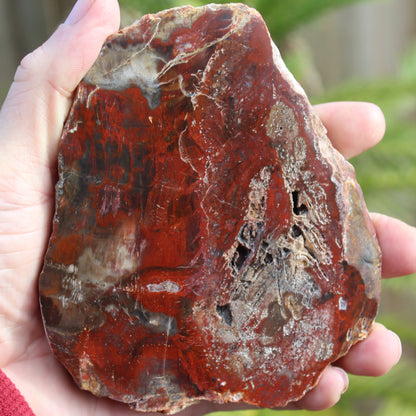 Petrified Wood slice from Madagascar 421g Rocks and Things