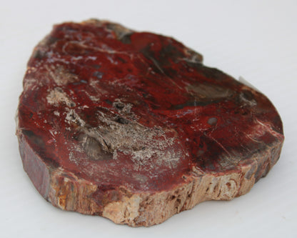 Petrified Wood slice from Madagascar 421g Rocks and Things