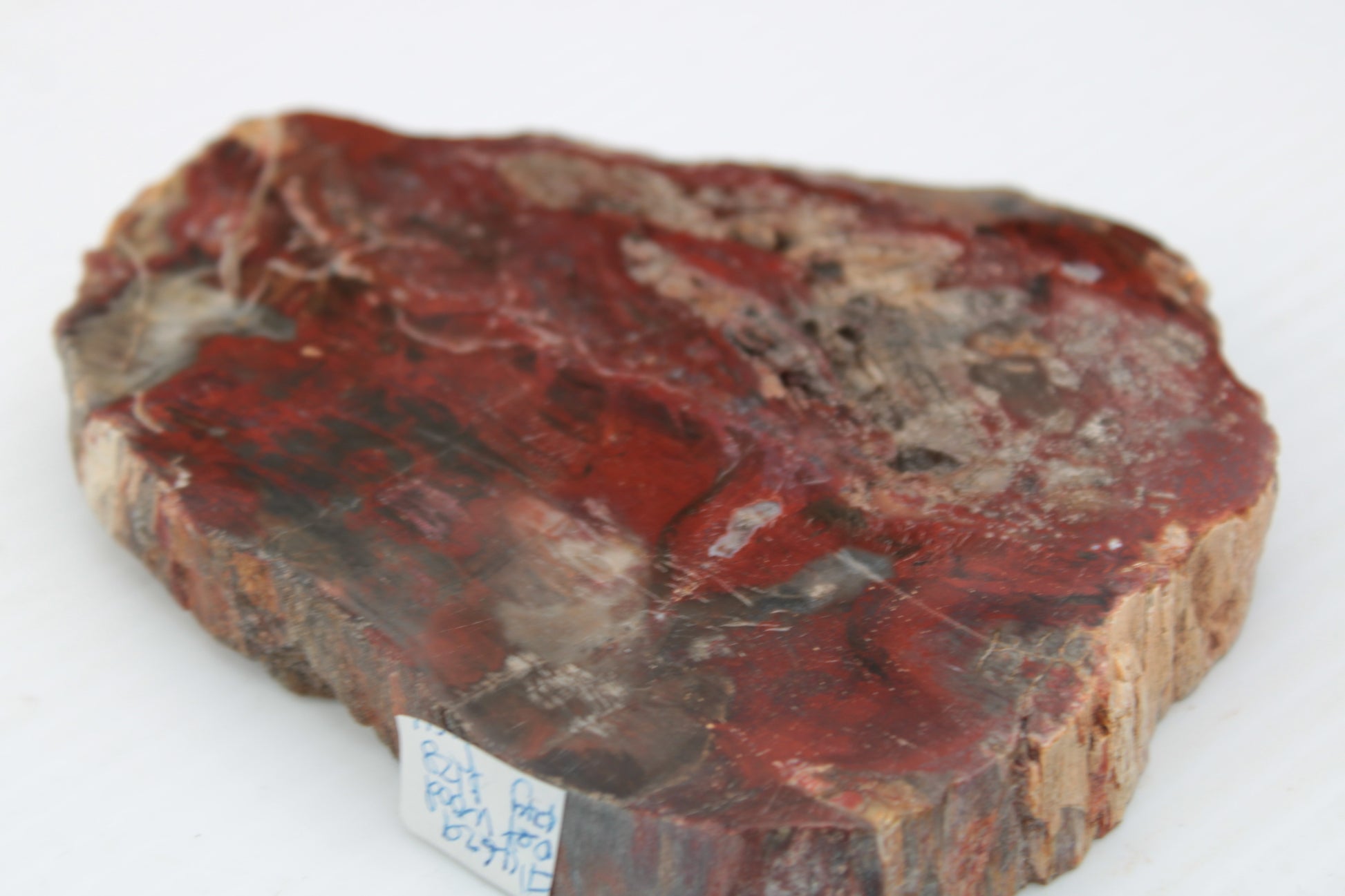 Petrified Wood slice from Madagascar 421g Rocks and Things